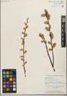 Foto von Salix humilis Marshall